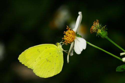 20090919_347340_Eurema blanda arsakia_a.jpg