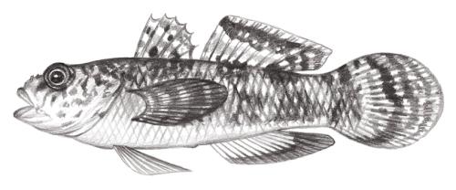 Callogobius nigromarginatus@Jheng2100 Callogobius nigromarginatus@Jheng2100