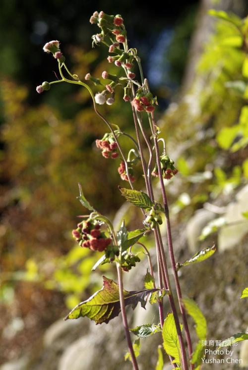 野茼蒿