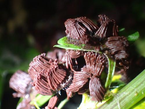 Stemonitis flavogenita(黃昉髮網黏菌)