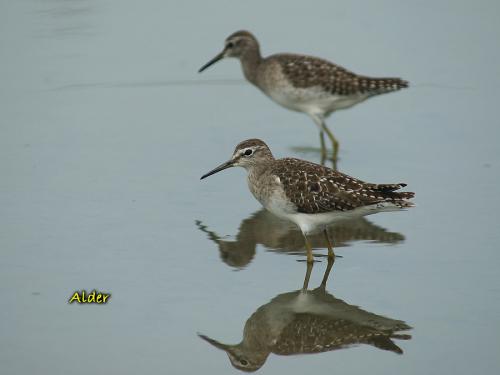 20090813_380247_Wood_Sandpiper_0213.jpg