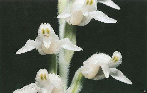 P_5_410 P_5_410