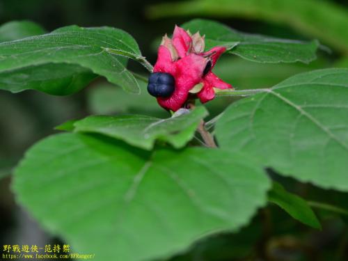 白毛臭牡丹