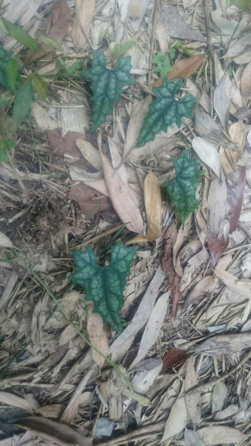 芋葉括樓