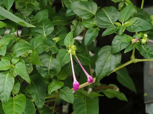 紫茉莉