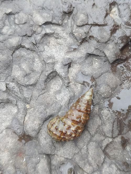 黑瘤海蜷 黑瘤海蜷