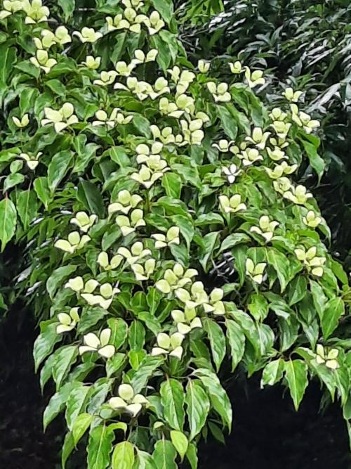 四照花 四照花