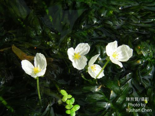 水蘊草