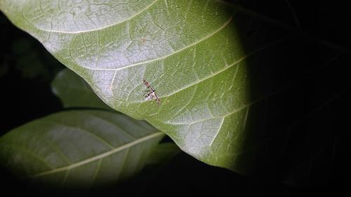 楊桃鳥羽蛾