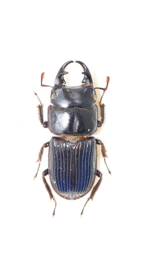 Aegus nakaneorum 姬肥角鍬形蟲 Aegus nakaneorum 姬肥角鍬形蟲