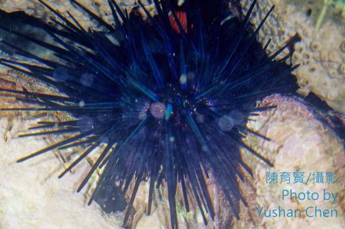 口鰓海膽 口鰓海膽