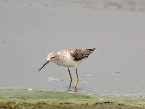 20090729_380253_Marsh_Sandpiper_P4278919.jpg