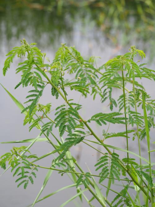 多枝草合歡