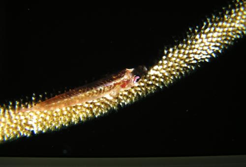 Bryaninops yongei@fishdb-media-2782 Bryaninops yongei@fishdb-media-2782