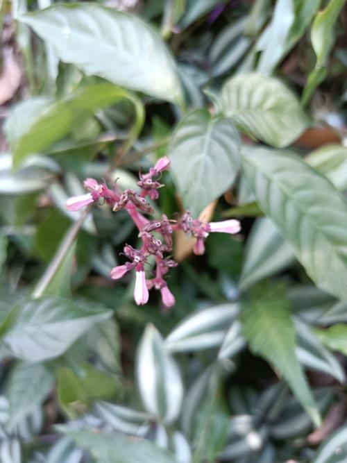 蛇根草