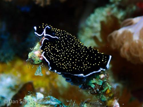 Gold-dotted Flatworm