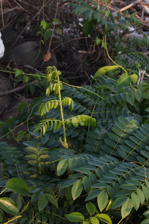 老虎心-Leguminosae(Fabaceae)豆科-蘇木屬-Caesalpinia bonduc-20090917台南七股-雙子葉-IMG_0957