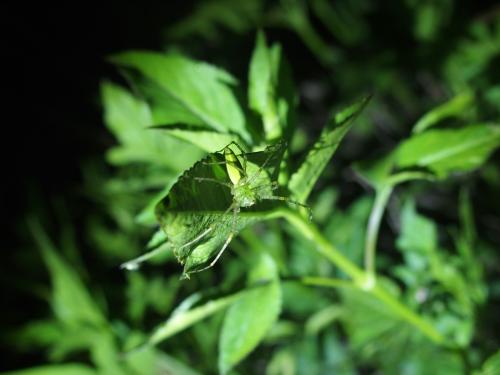 臺灣綠貓蛛 臺灣綠貓蛛