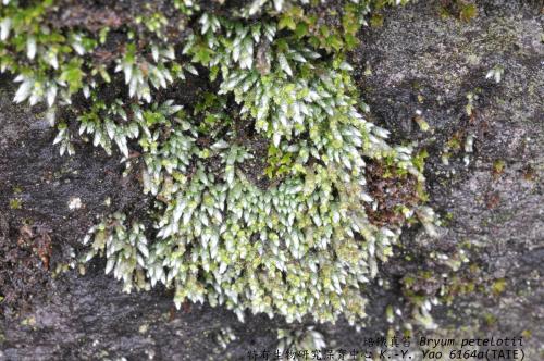 Bryum petelotii Thér. & R. Henry 培鐵真苔生態照