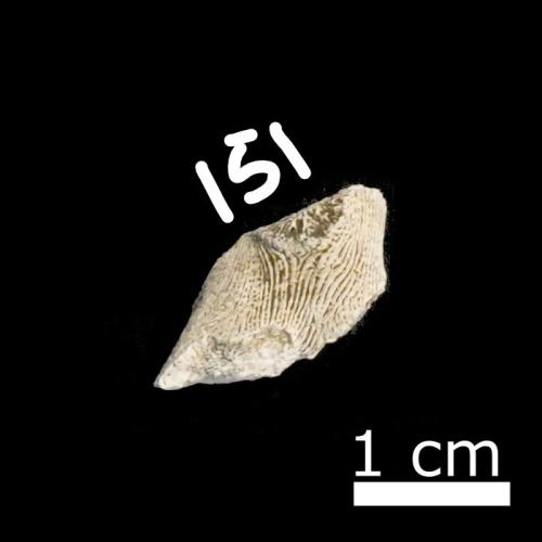 Dendrophyllia sp. [ASIZF0100151]