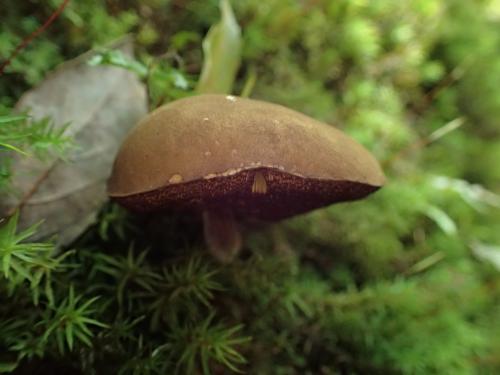 Boletus umbriniporus(褐孔牛肝菌)