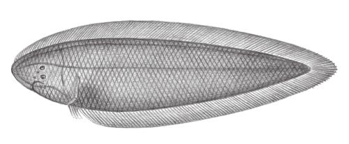Cynoglossus arel@Jheng2454
