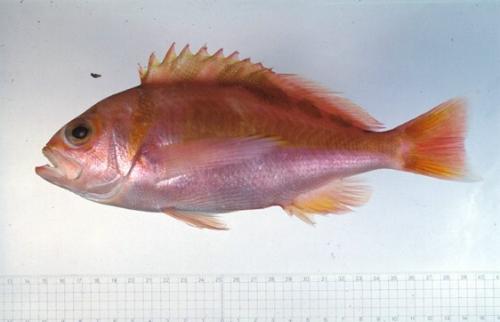 ASIZP0059797