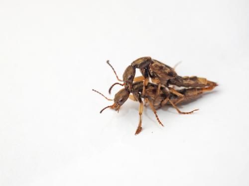 Eucibdelus-sauteri_mating