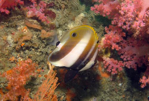 Coradion altivelis@fishdb-media-12886