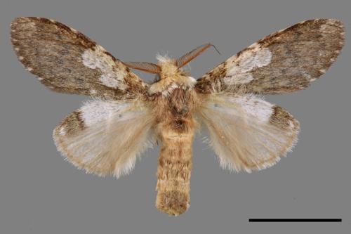 Syntypistis comatus[白斑跨舟蛾][00070465]