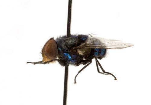 Chrysomya megacephala male lateral Chrysomya megacephala male lateral