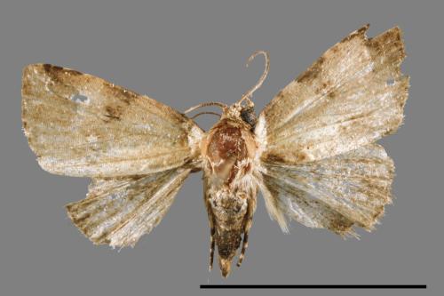 Pseudeustrotia bipartita[00009404]