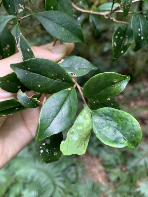 大花灰木 大花灰木