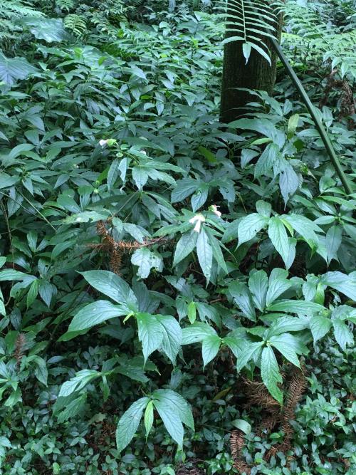角桐草 角桐草