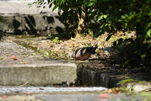珠頸斑鳩