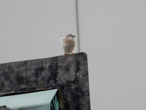灰頭椋鳥 灰頭椋鳥