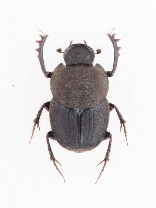 Onthophagus (Matashia) yubarinus Matsumura, 1937(1)