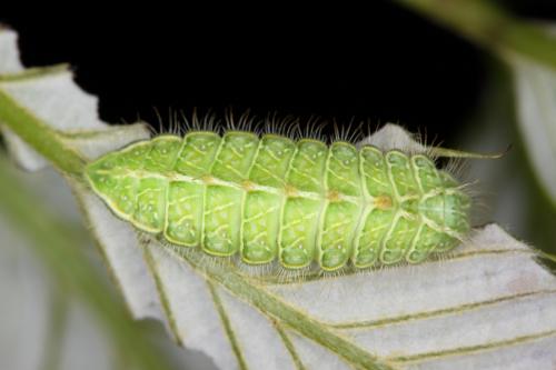 Antigius attilia obsoletus