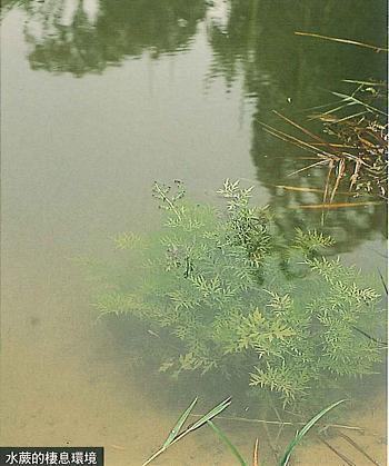 109_水蕨的棲息環境