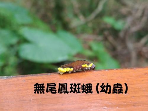 紅腹長翅螢斑蛾