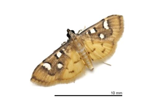 Cotachena pubescens