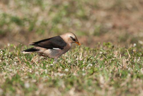 葡萄胸椋鳥