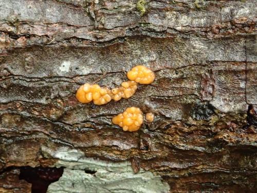 Dacrymyces stillatus(滴流花耳)