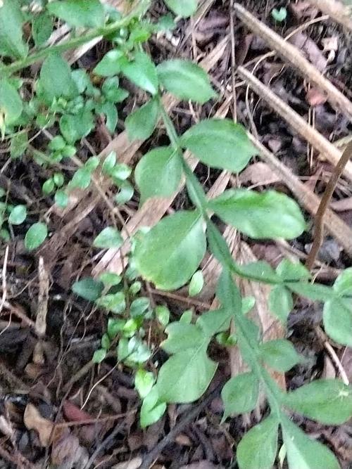 密毛魔芋 密毛魔芋
