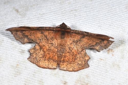 Fascellina chromataria 褐缺口尺蛾 Fascellina chromataria 褐缺口尺蛾