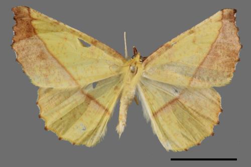 Auaxa cesadaria[鋸褐緣黃尺蛾][00055386]