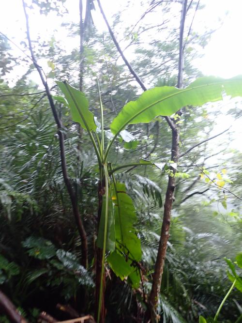 阿寬蕉