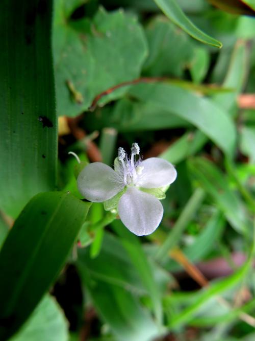 牛軛草