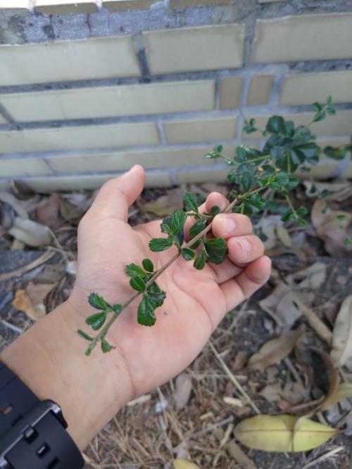 滿福木