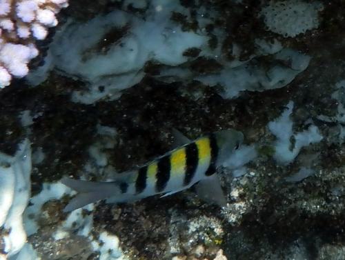 條紋豆娘魚 條紋豆娘魚